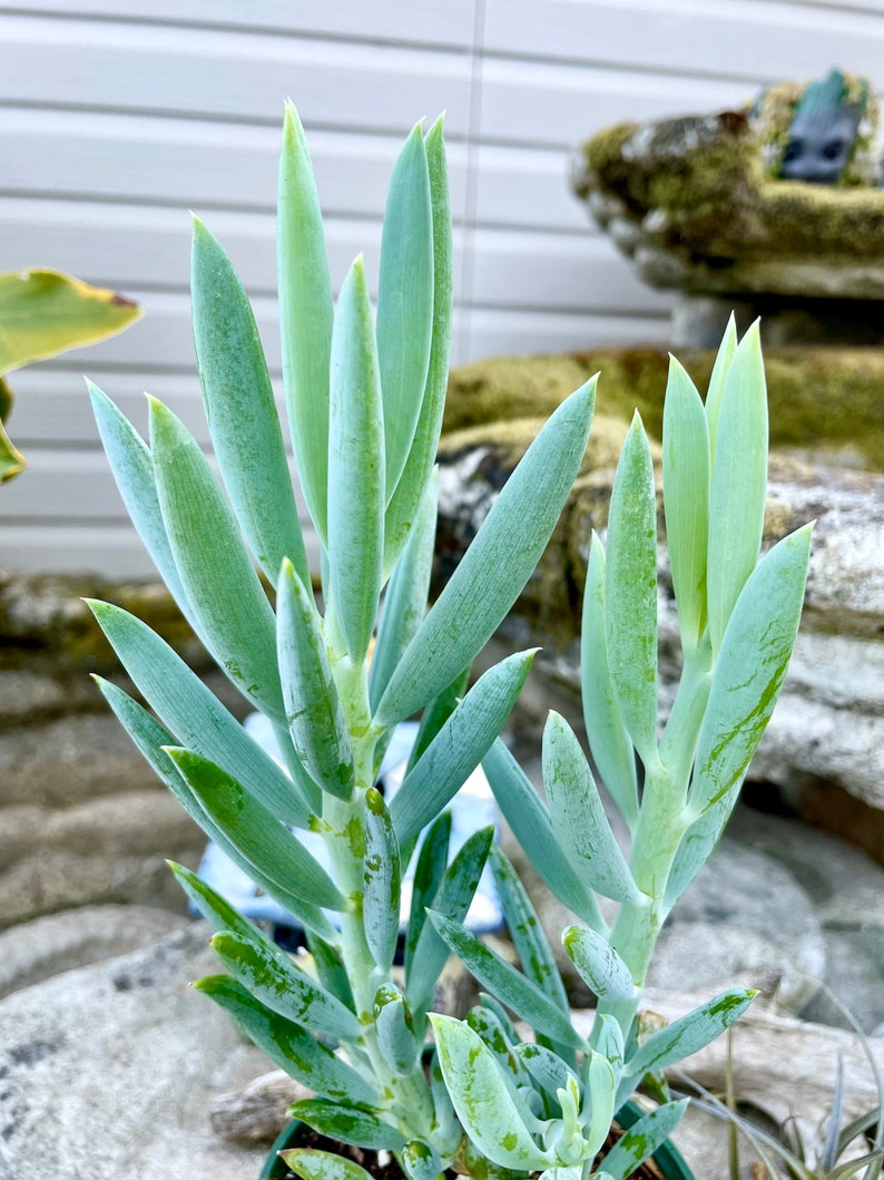 May include: A close-up of a succulent plant with long, thin, blue-green leaves. The plant is growing in a pot and is surrounded by a light brown background.