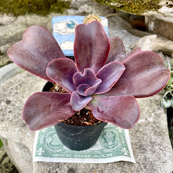 2”, 4" Pot of Echeveria Zorro Red or Purple Leaves Succulent Plant—Outdoor Succulent