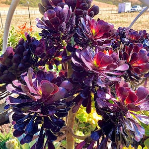 4&quot; 6” 8” Pot of Aeonium Arboreum Alropurpureum Black Rose &quot;Zwartkop&quot;