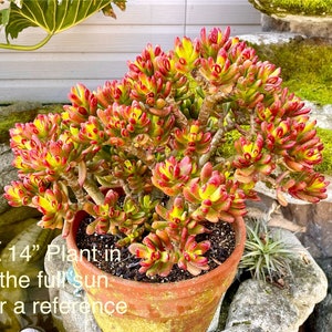 Crassula Ovata Gandalf Jade Plant: ‘Shrek’s Ears’ Succulent - Good Luck Plant