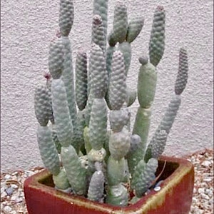 2&quot;, 4” Pot of Acorn Cactus Tephrocactus Articulatus inermis Rare Cactus