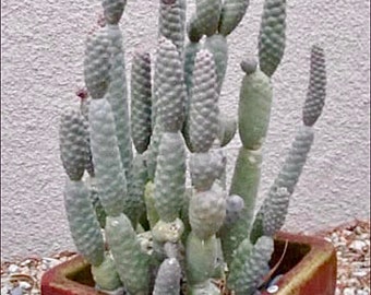 2", 4” Pot of Acorn Cactus Tephrocactus Articulatus inermis Rare Cactus