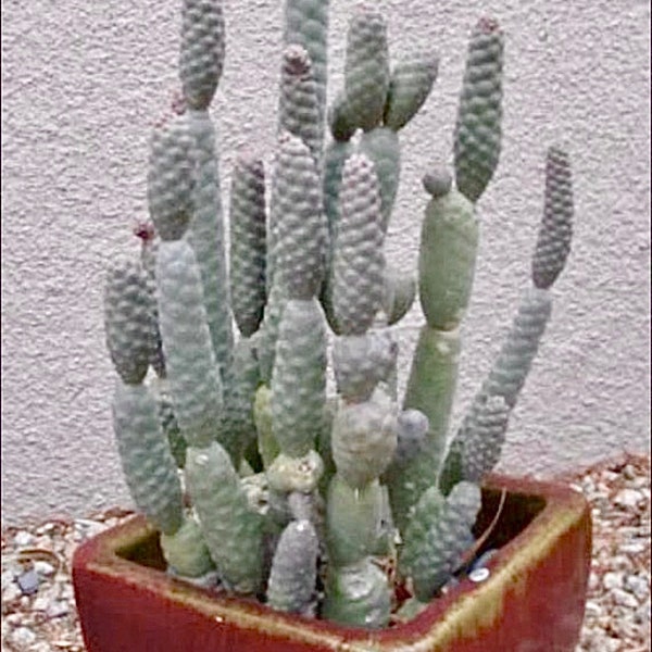 2", 4” Pot of Acorn Cactus Tephrocactus Articulatus inermis Rare Cactus