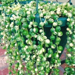 Buy 3 Get 1 Free, Variegated String of Pearls Plant: Rare Succulent - 2&quot; Pot