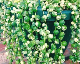 Variegated String of Pearls Plant: Rare Succulent - 2" Pot