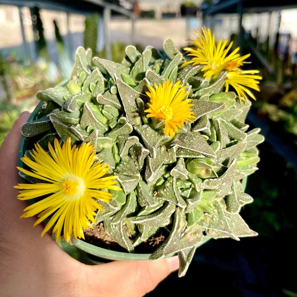 2", 4” Pot of Faucaria felina Tiger Jaw Shark Jaw Succulent Plant