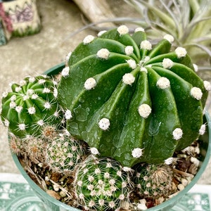 2, 4 Pot of Echinopsis Subdenudata Easter Lily Cactus Dominos Cactus Live Plant image 1