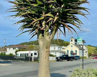 4”, 6”, 8”, or 5 Gallon Pot of Aloe Barberae, Giant Tree aloe Succulent Plant—Shipped with Bare Roots