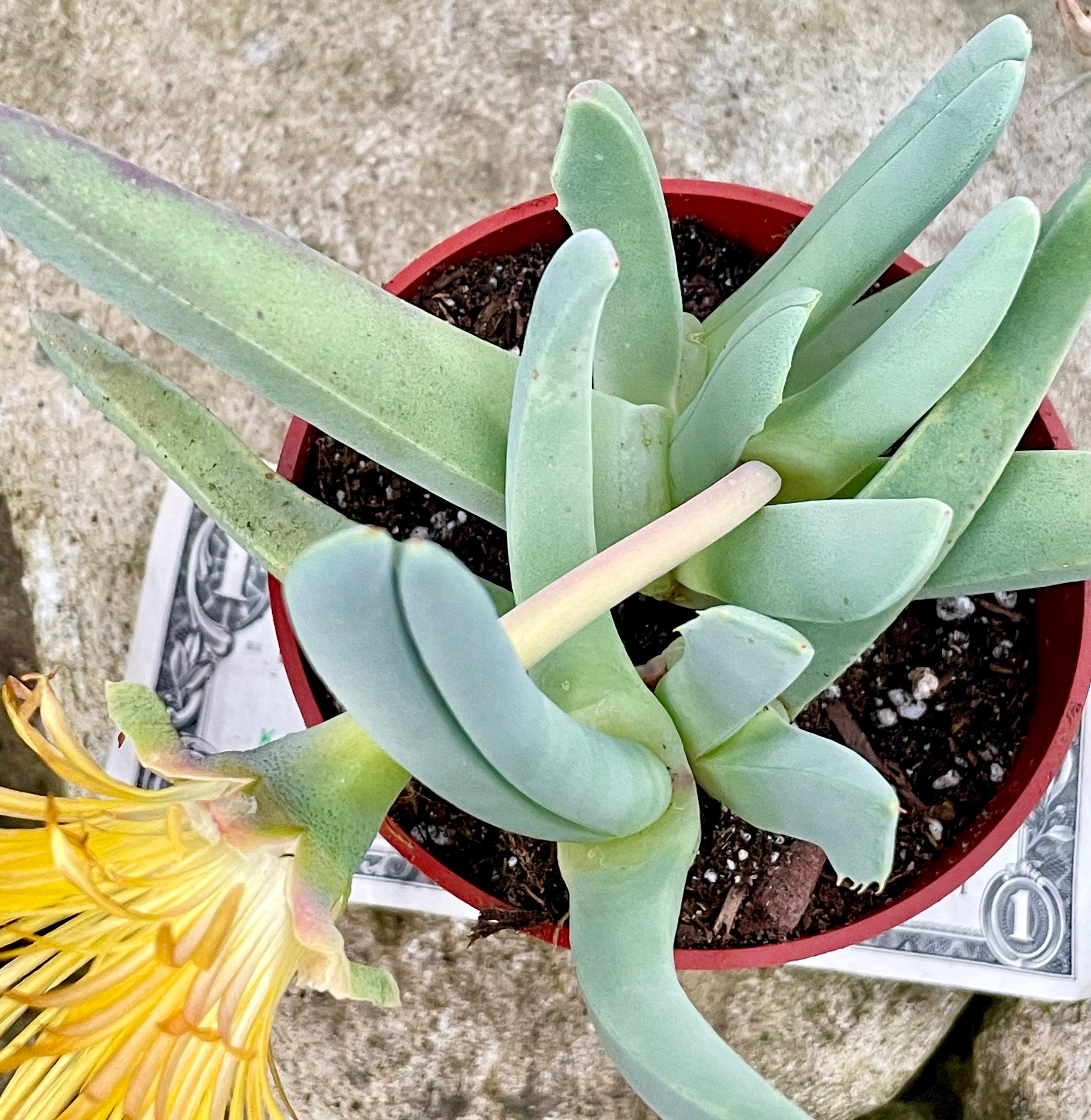 4 Pot of Lobster Claws Cheiridopsis Candidissima Rare Etsy