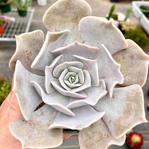 2&quot;, 4&quot; Pot of Echeveria Lilacina  Ghost Echeveria Succulent Plant