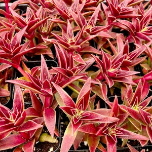 2” Pot of Crassula Red Shark Tooth Red Panoda Outdoor Succulent Plant