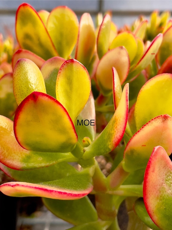 Crassula Ovata Hummel's Sunset Yellow Jade Plant - Etsy