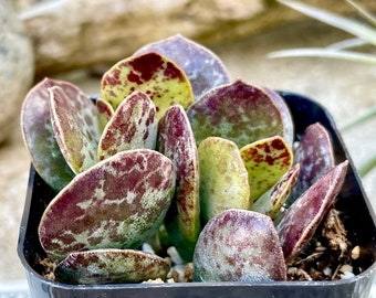 2" Pot of Adromischus Maculatus, Calico Hearts, Chocolate Drops, Succulent Plant - See Picture 2
