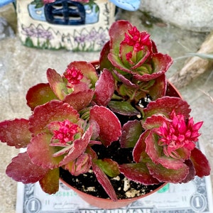 2" 4” Pot of Kalanchoe longiflora Coccinea Tugela Cliff-kalanchoe Red Leaves Succulent Plant