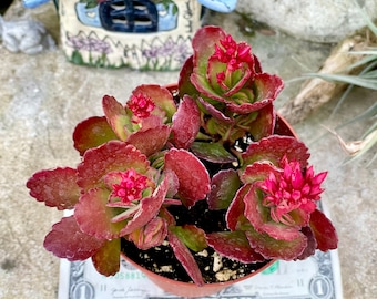 2" 4” Pot of Kalanchoe longiflora Coccinea Tugela Cliff-kalanchoe Red Leaves Succulent Plant