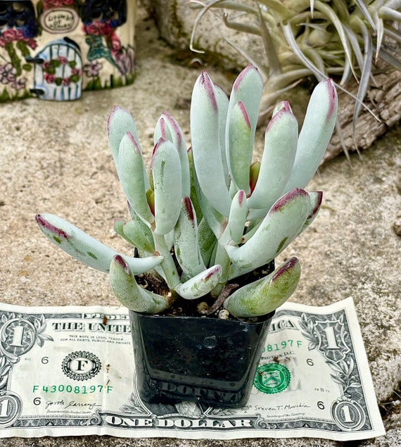 M✧succulent ·͜· ︎︎ᕷ Succulent (Tender) Echeveria Round Leaf – The Greenery