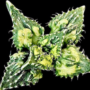 May include: A succulent plant with triangular, pointed leaves featuring a variegated pattern of deep green and pale yellow. The leaf edges are lined with small, sharp, white spines, and the surface has a bumpy, textured appearance throughout.