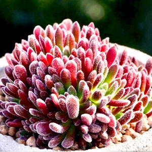 2, 4 Pot of Crassula Pubescens ssp. pubescens Dwarf Succulent Plant image 5