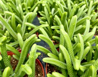 2”, 4&quot; Pot of Crassula Muscosa Imperialis Large Watch Chain Succulent Plant