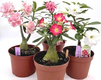 4" Pot of Adenium obesum Desert Rose-Ship in the pot