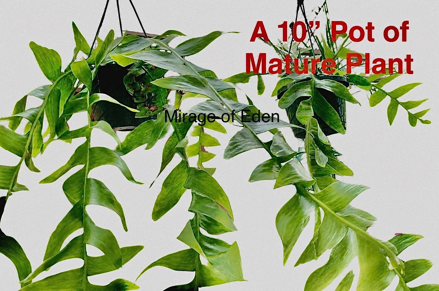 4 Pot of Epiphyllum Chrysocardium Shark Tooth Cactus Indoor Plant  Houseplantsee the Last Photo - Etsy