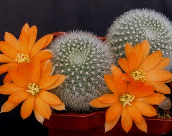 2", 4” Pot of Rebutia muscula 'Orange Snowball' Cactus Plant Shipped Bare Roots