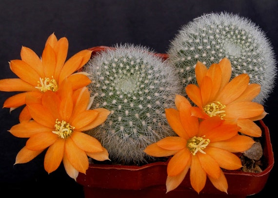 2", 4 Pot of Rebutia Muscula 'orange Snowball' Cactus Plant - Etsy