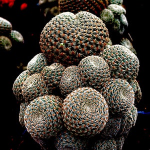 2", 4" Pot of Rebutia Albopectinata Rare Cactus Plant - Shipped in a Pot