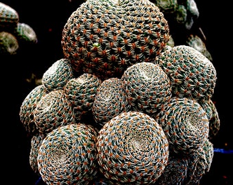2", 4" Pot of Rebutia Albopectinata Rare Cactus Plant - Shipped in a Pot