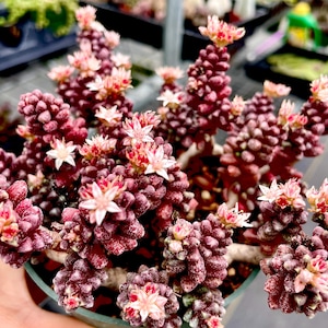 2”, 4&quot; Pot of Mini Bonsai Sedum Furfuraceum Eggplant Rare Succulent Plant
