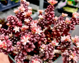 2”, 4&quot; Pot of Mini Bonsai Sedum Furfuraceum Eggplant Rare Succulent Plant