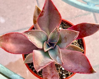 2” 4" 6" Pot of Graptoveria Fred Ives Succulent Plant
