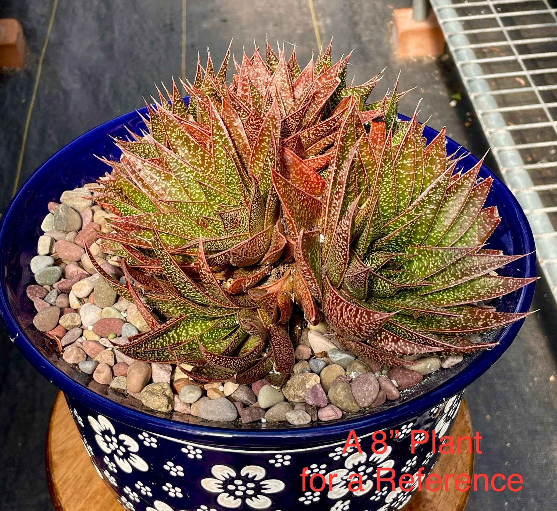 Rare Aloe Gasteria Flow Succulent Plant (shipped Bare Roots) - Etsy