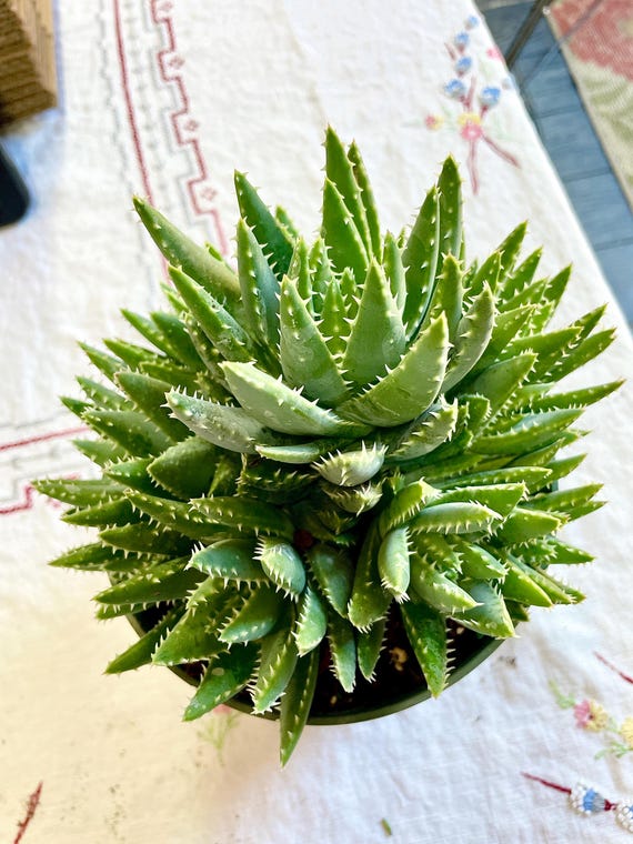 aloe vera mit hyaluronsure Hyaluron Aloe Vera Creme fr den Mann 50ml  Staufner Apotheke