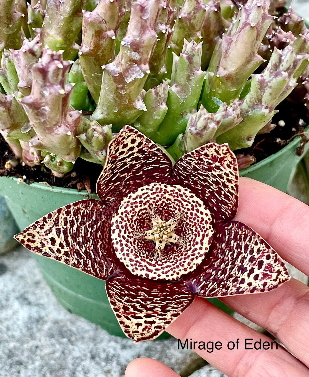 4", 6 Pot of Rare Succulent Orbea, Asclepiadaceae Stapelia, Starfish  Plant, Toad Plant - Etsy
