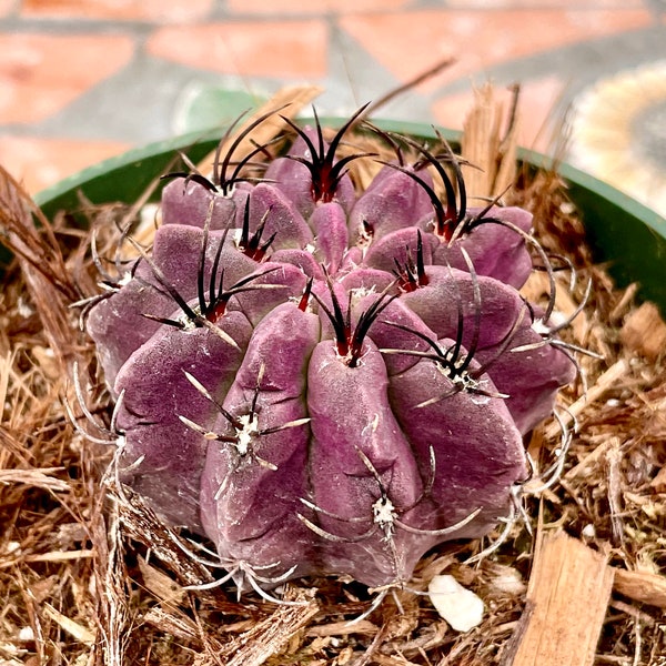 2”, 4" Pot of Neochilenia Jussieul Cactus