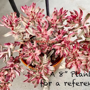 2&quot;, 4”, 6”, 8” Pot of Crassula &#39;Candy Cane&#39; Variegated Succulent Plant