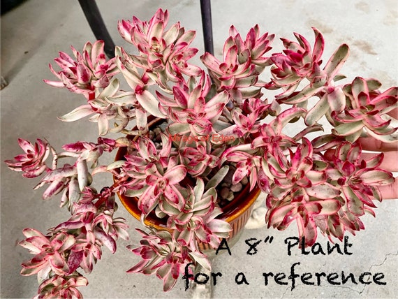 full grown jalapeno plant Jalapeno Pepper – Mary's Heirloom Seeds main image 0