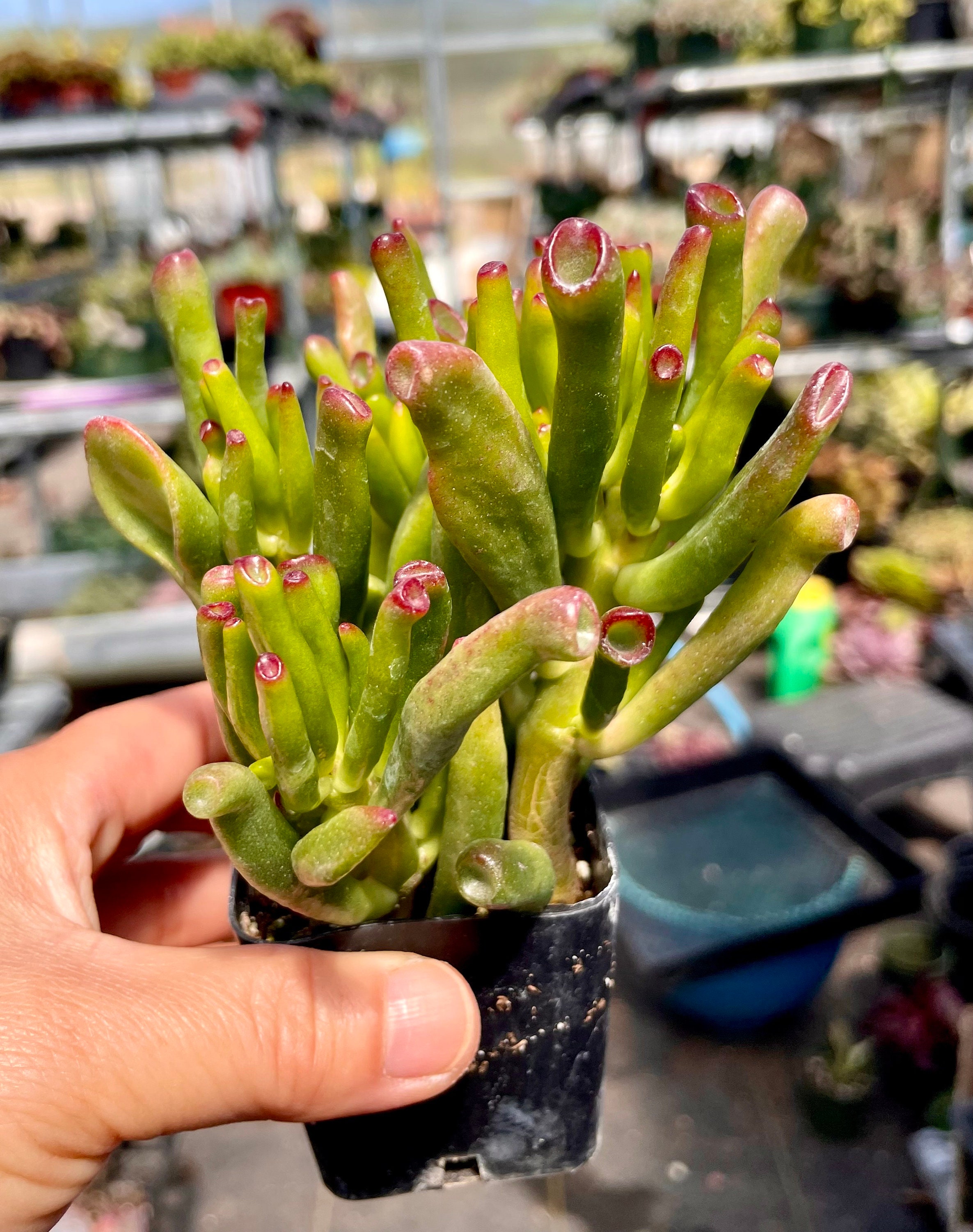 Crassula Ovata 'et's Fingers' Jade Plant: 'lady Fingers' Succulent - Etsy