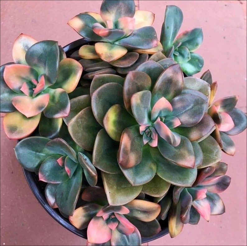 2 4 Pot of Echeveria Chroma Variegated Succulent Plant-See last two pictures for 4 pots image 1