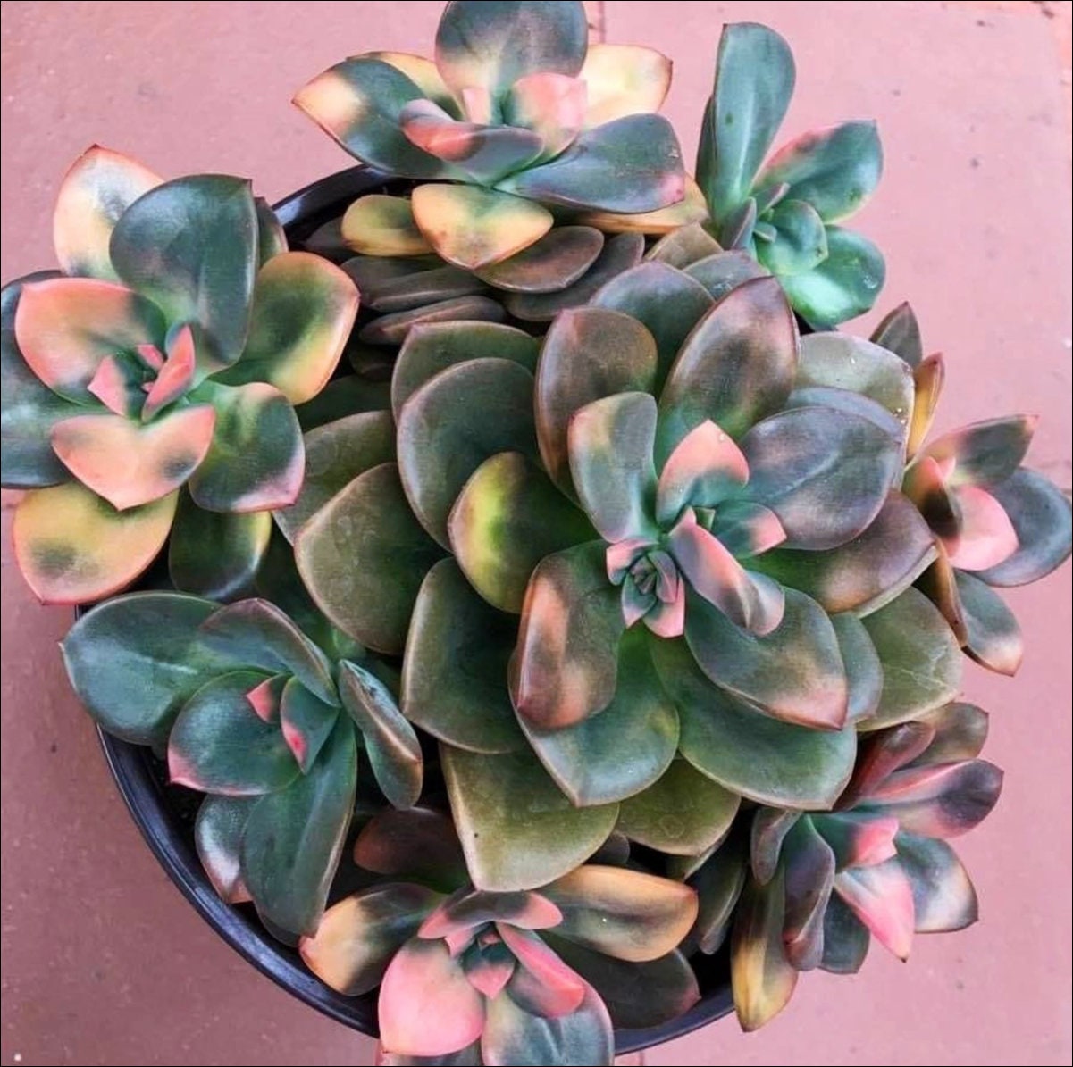 2” Pot of Echeveria Chroma Variegated Succulent Plant