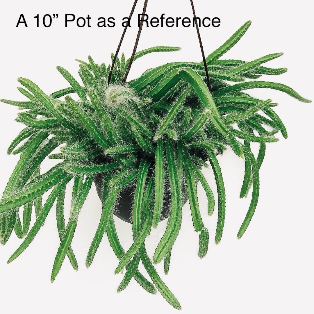 T. Succulent Form × Nizanda T'STROPICALS Nieuwkoop Europe