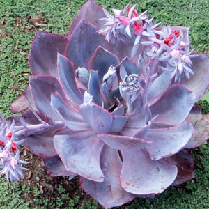 4&quot;, 6&quot;, 8” Pot of Echeveria Afterglow Succulent Purple Leaves
