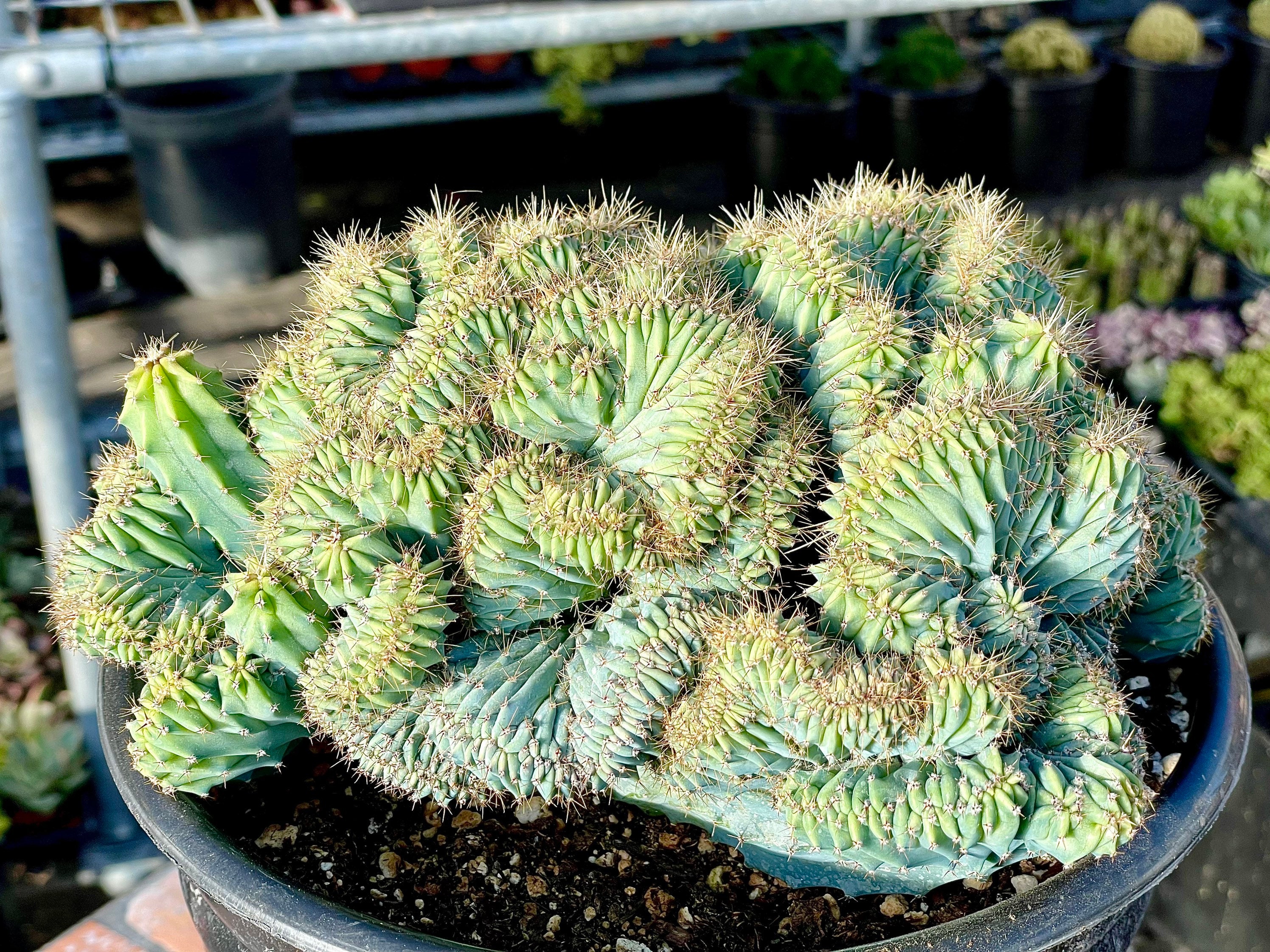 4", 6”, 8” Pot Blue Candle Crest Cactus Myrtillocactus Geometrizans Cristata - See Second Picture
