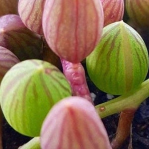 2”, 4”, 6”, 8” Pot of String of Watermelon SOW Rare Succulent Plant
