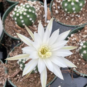 2, 4 Pot of Echinopsis Subdenudata Easter Lily Cactus Dominos Cactus Live Plant image 3