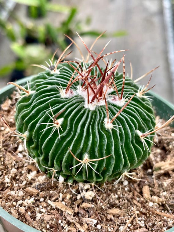 Echinofossulocactus: Brain Cactus in 4" Pot - Etsy Israel