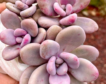 Buy 3 Get 1 free, 2" Pot of Pink Graptopetalum amethystinum Succulent Plant—See 2nd Photo