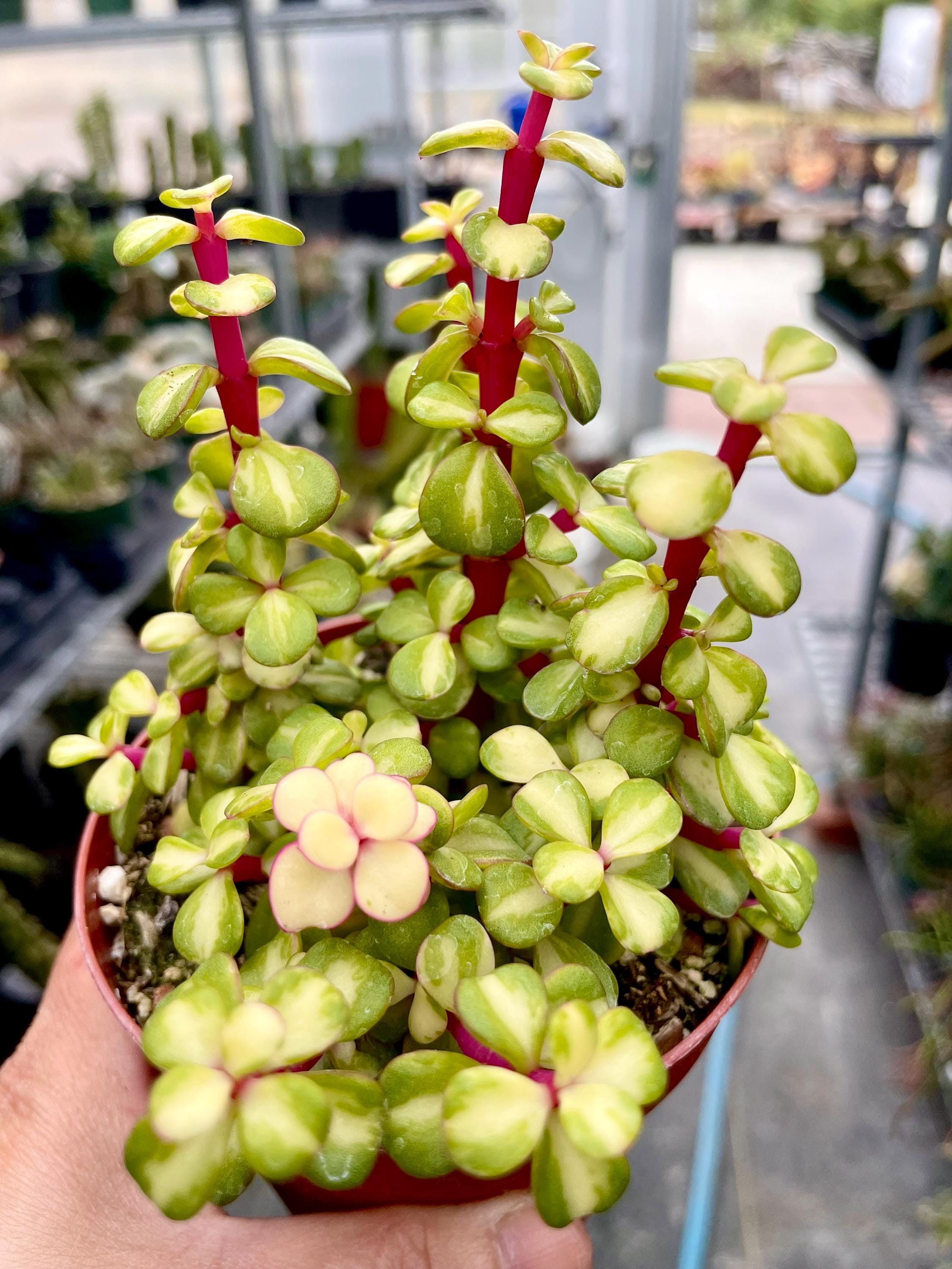 pencil cactus for sale Pencil Cactus: Euphorbia - 12