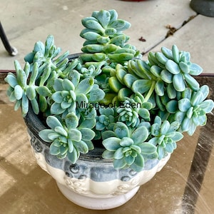 2" 4”, 8” Pot of Sedum Clavatum Rosette Succulent Plant